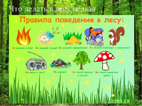 Правила поведения в лесу