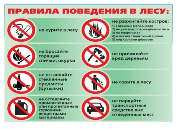 Поведение в лесу для дошкольников