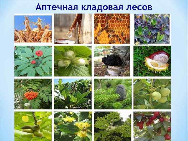 Грибы ягоды орехи