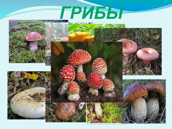 Презентация дары леса