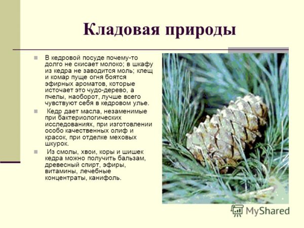 Лес кладовая природы