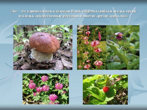 Лес кладовая природы