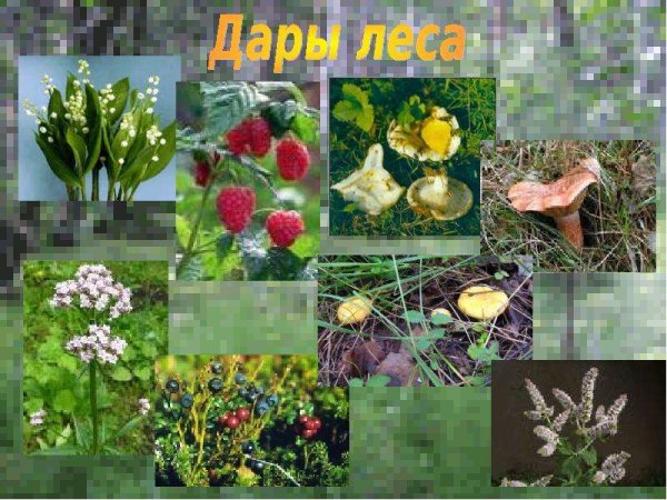 Кладовая леса грибы
