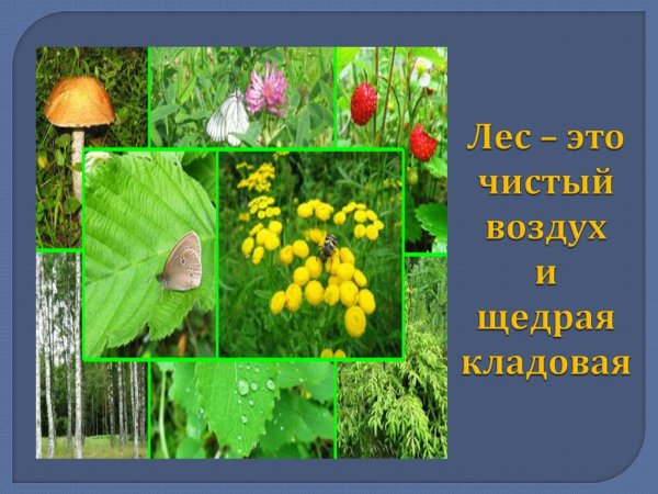 Дары леса