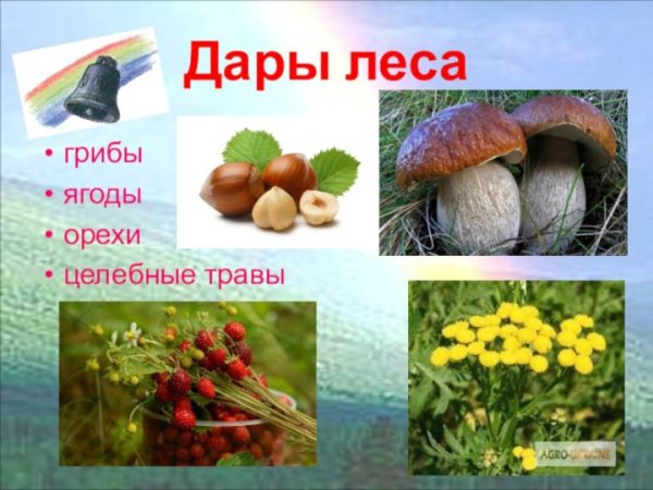 Кладовая солнца ягоды