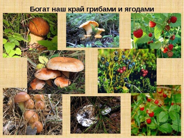 Пришвин о писателе для детей