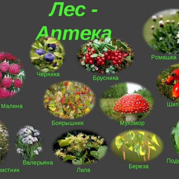 Михаил пришвин книги коллаж