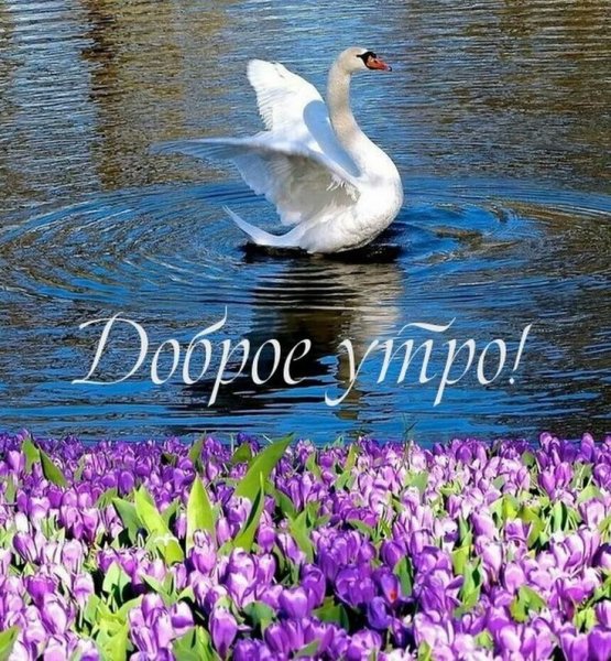 Доброе утро лебеди