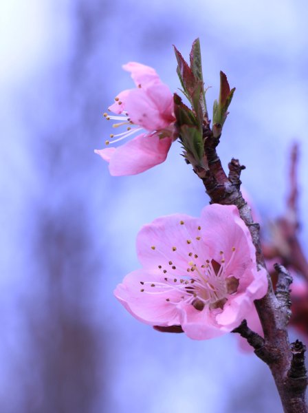 Весна природа пробуждается