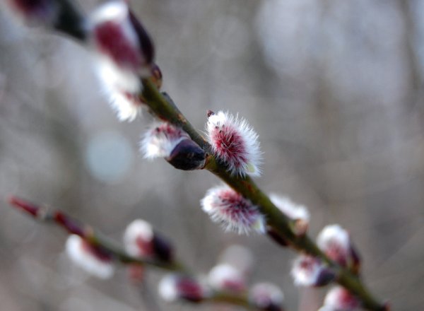 Природа просыпается