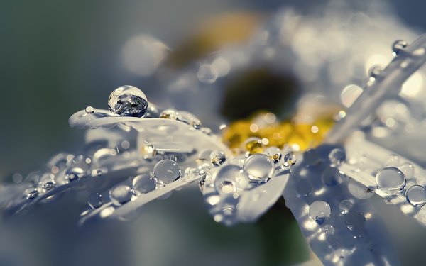 Капли воды на листьях