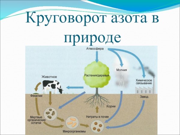 Схема круговорота азота в природе 9