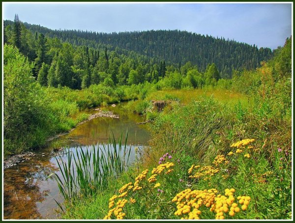 Тайга лес Новосибирск