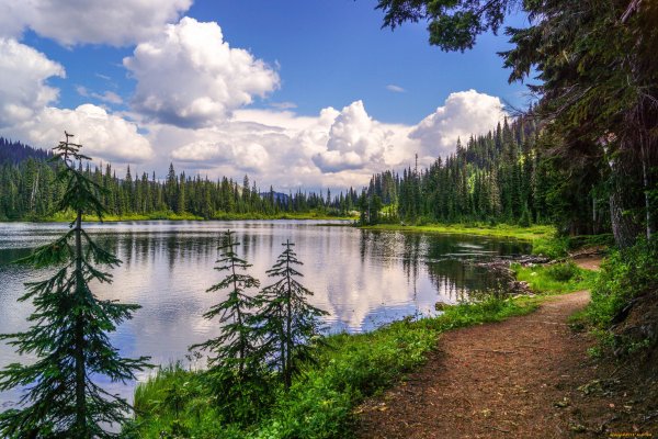 Тайга река Красноярск