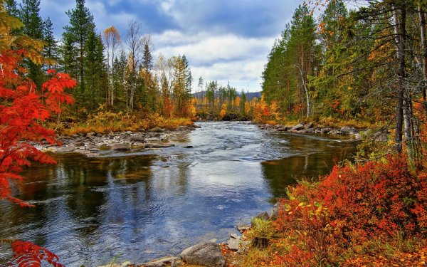 Природа Кузбасса березы