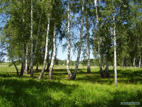 Природа Сибири лето