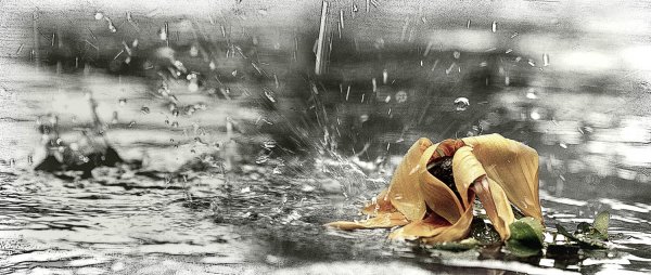 Капли воды на ветке