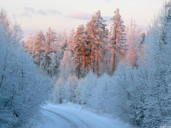 Деревья осенью и зимой