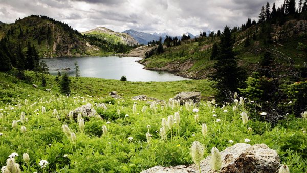 Флора Банф