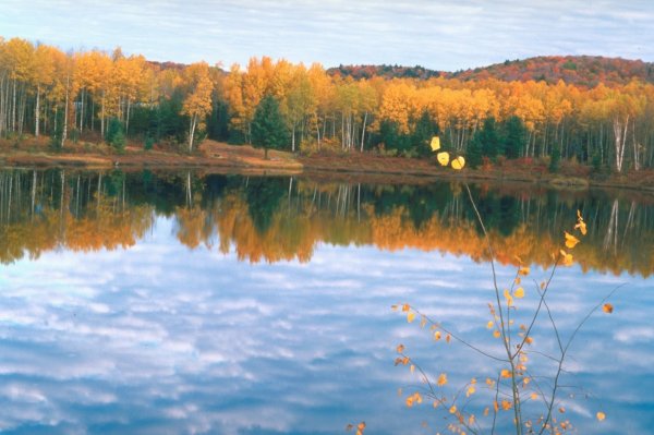 Природа в лирике