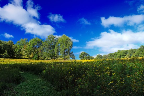 Панорама поля и леса