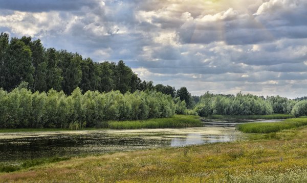 Природа Новосибирска и Новосибирской области