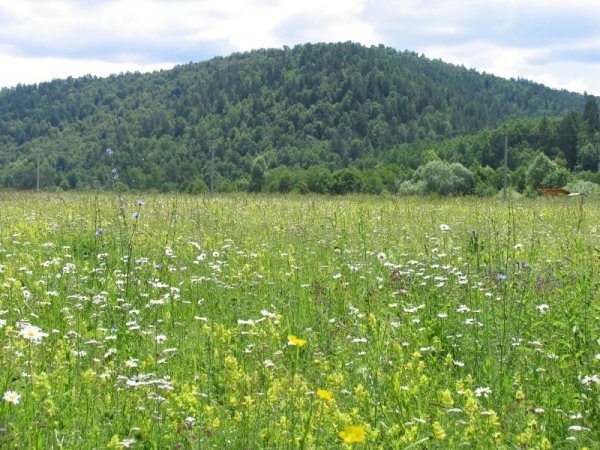 Разнообразие природы Южного Урала