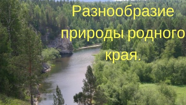 Сосновый лес Тольятти