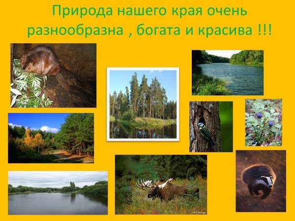 Растительный мир родного края