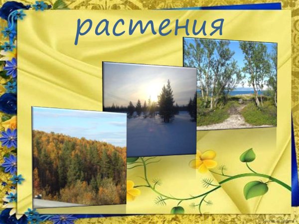 Зайцы в Сосновом лесу