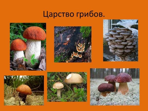 Растительный мир родного края
