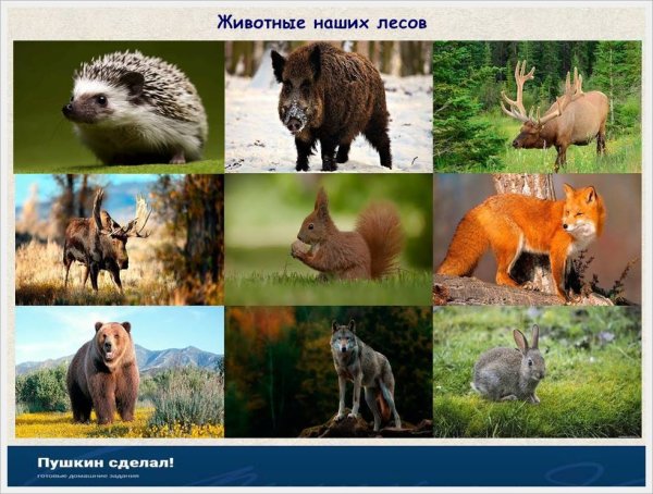 Национальный парк Башкирия животные