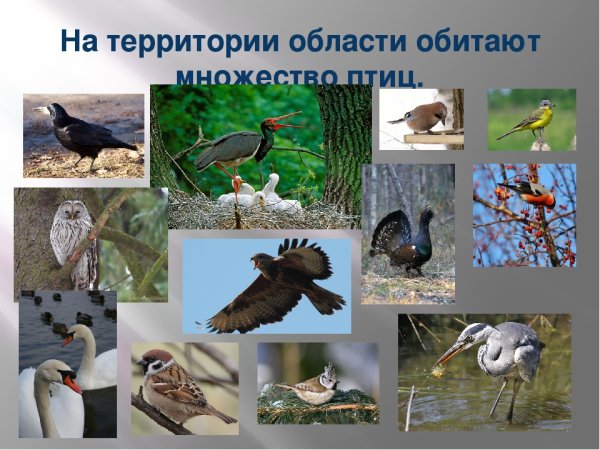 Заповедник Завидово животные и растения