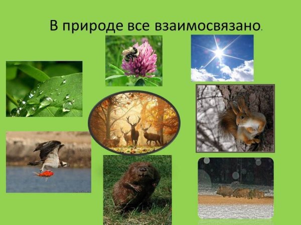 Животный мир Донбасса