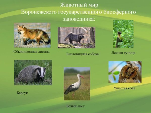 Многообразие природы России