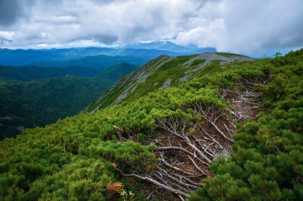 Цветение маральника на Телецком озере