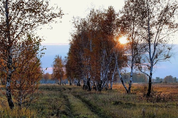 Есенинская Русь береза