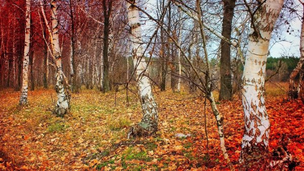 Есенин пейзаж