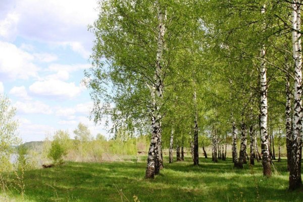 Березовая роща Рязань