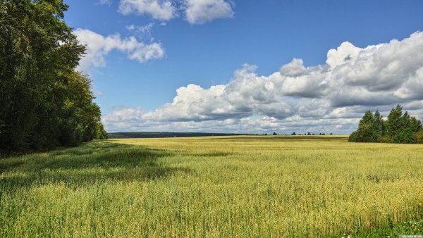 Поля Курганской области
