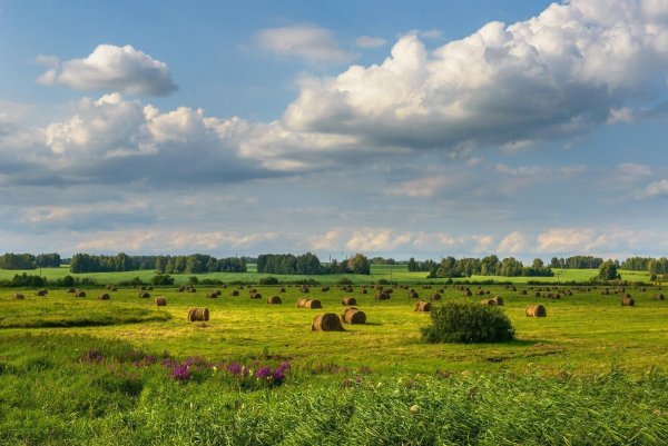 Курганская природа Курганской области