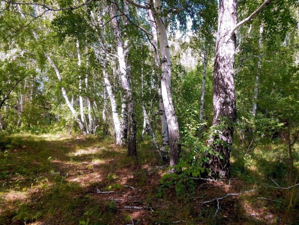 Река Тобол Курганская область