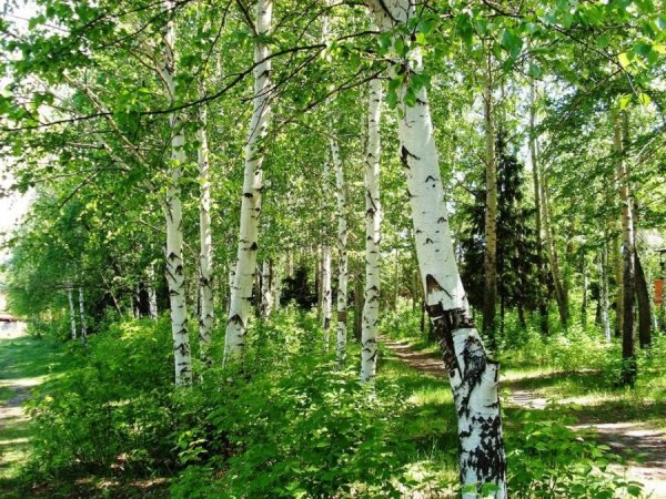 Природа Зауралья озера Курганская область