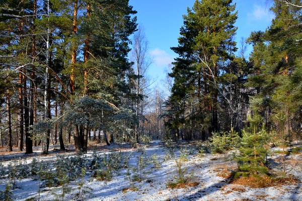 Природа Зауралья
