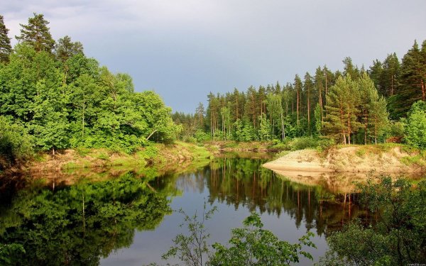 Лесная Поляна природа лес река