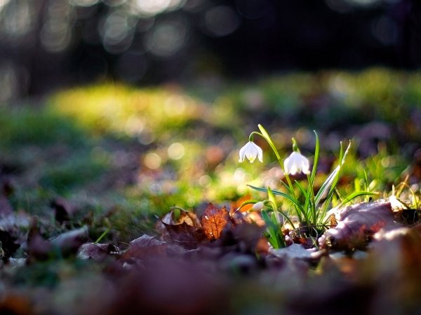 Макросъемка природа