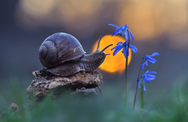 Природа макро