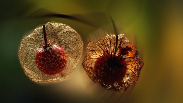Макросъемка природа