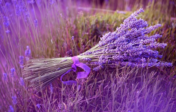 Красивая фиолетовая природа