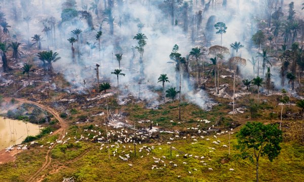 Heavy Fire destroying Forests